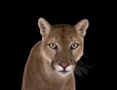 世界杯-威尔逊威尔逊病